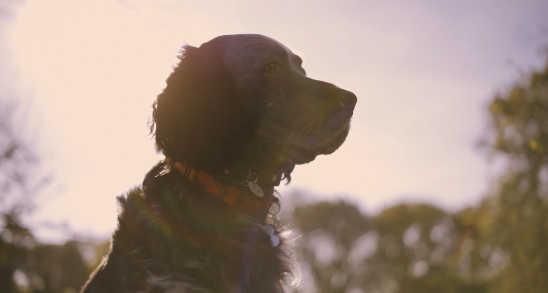 dogs video frame - Nutri Meal